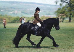 Slaypits Black Magic of Kilmannan Stud