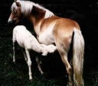 horse