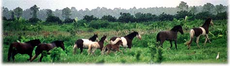 photo of horses