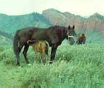 Kabardin mare and foal